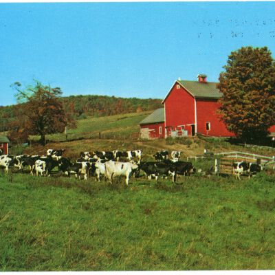 Greetings from Red Hook, N.Y. Cows and Red Barn