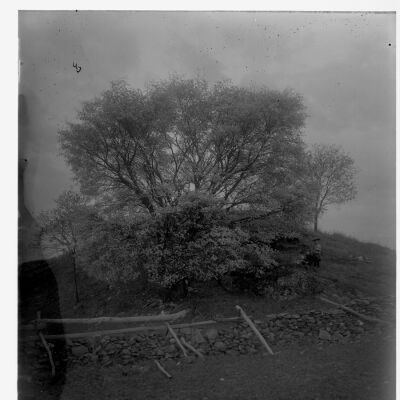 Willows behind stone wall