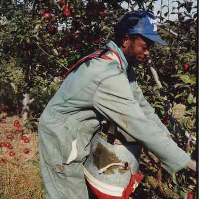 Worker picking apples at Mead Orchards, 1992