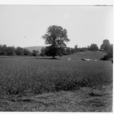 Unidentified meadow