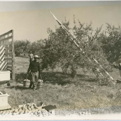 Loading apples