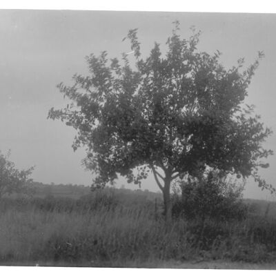Ben Davis (?) apple tree