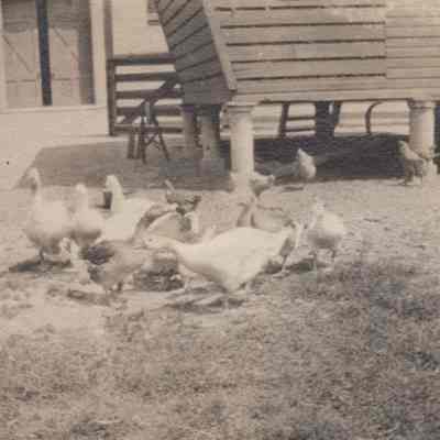 Redmond Poultry Coop