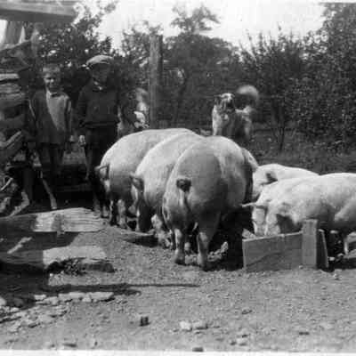 Pigs at Vogel Farm, 1924