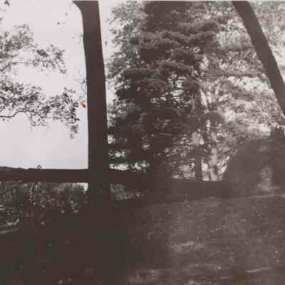Fallen Tree