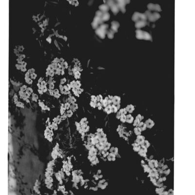 Apple blossoms