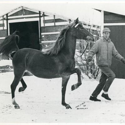 Joe Alloy and horse