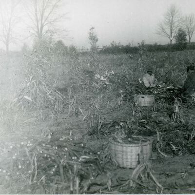 Corn field, 1916