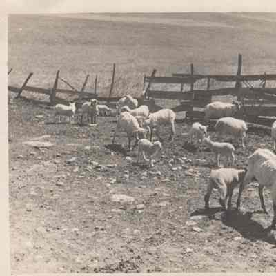Curtis Fraleigh Farm?