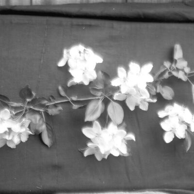 Apple Blossom Spray
