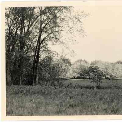 East Side of Teator Orchard