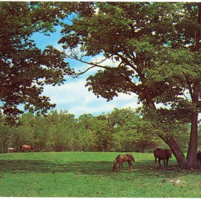 Greetings from Red Hook, N.Y. Grazing in the Shade