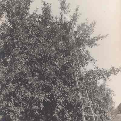 Picking apples at Rose Hill Farm