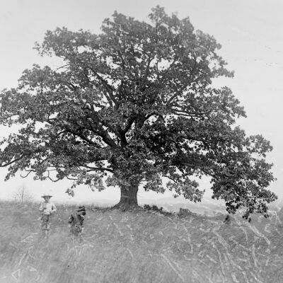 Roscoe and Marion Teator in front of large oak tree