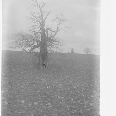 View of old tree in an open field