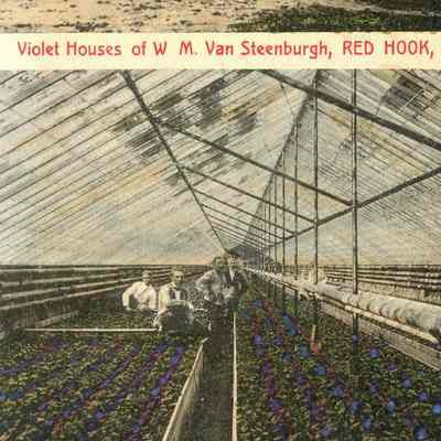 Violet Houses of Wm M Van Steenburgh