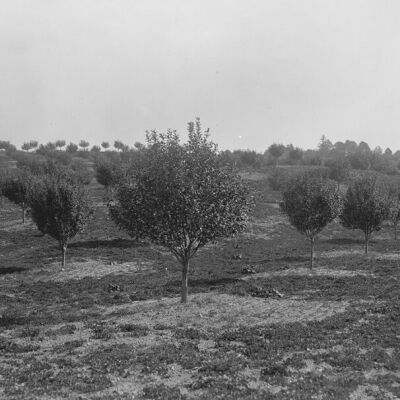 View of orchard