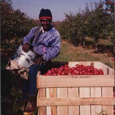 Worker picking apples at Mead Orchards, 1992