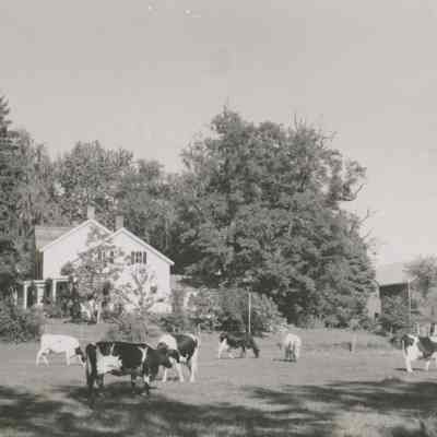Echo Valley Farm, 1949, with Holstein cows