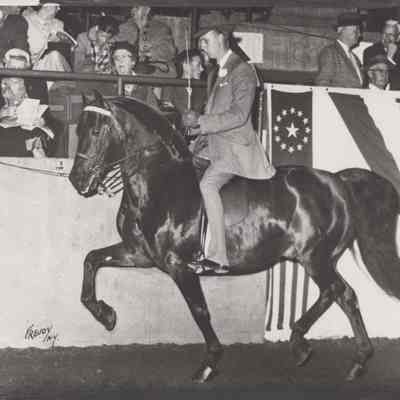 Horse 'Sealich of Nrudcush' at the Dutchess County Fair