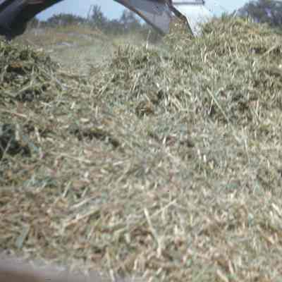 Blowing Eusilage in Truck