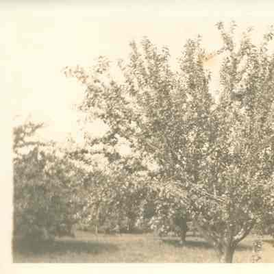 WS Teator Orchard Sutton Sweet