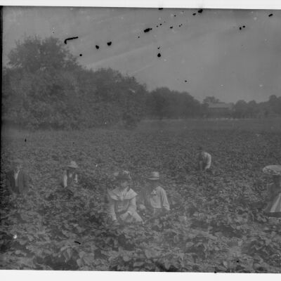 Melon Pickers
