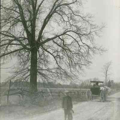Pin Oak, Swamp Road