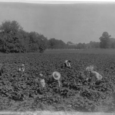 Workers picking melons