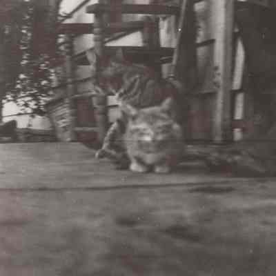 Two cats on porch