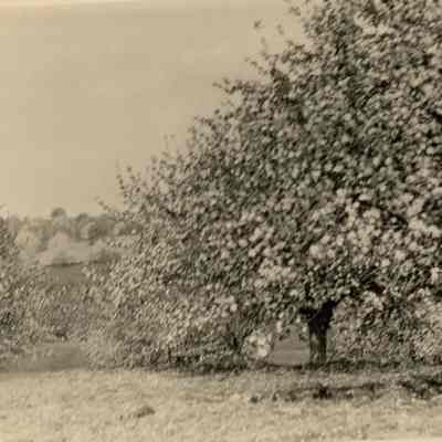WS Teator Orchard