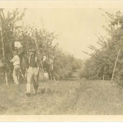 Men in apple orchard