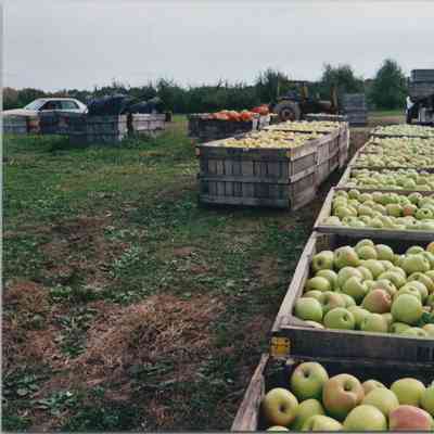 Apples loaded in crates on Mead Orchards Farm, 2003