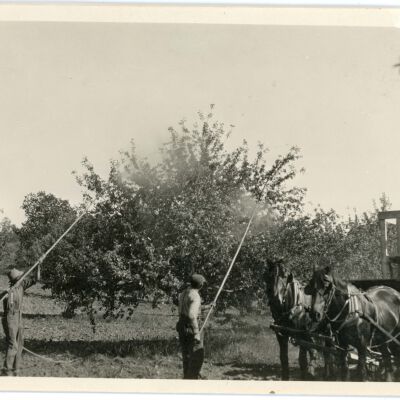 Spraying the orchard