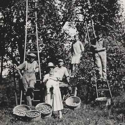 Apple harvesting on Walter Vogel farm