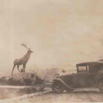Automobile parked at a mountain lot with statue of reindeer