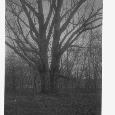 Double Tree