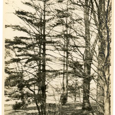 Trees
