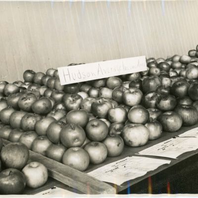Apple display