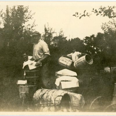 Packing apples in the orchard