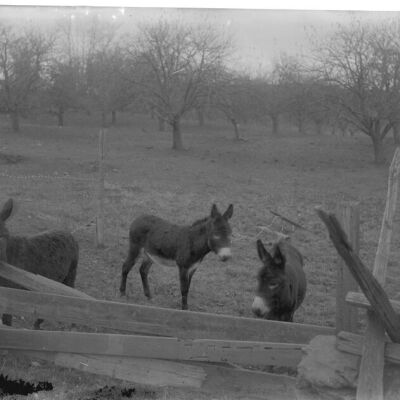 Donkeys, R. Dudley farm