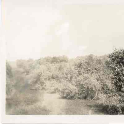 Landscape Trees and Stream