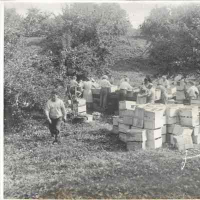 Montgomery Place Orchards workers, 1944