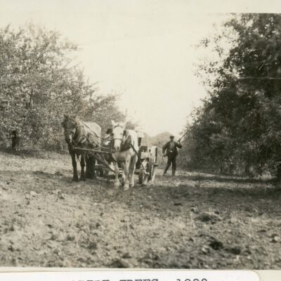 Spraying apple trees 1920