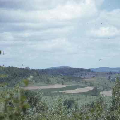 Young Orchard from Sweet Hedge