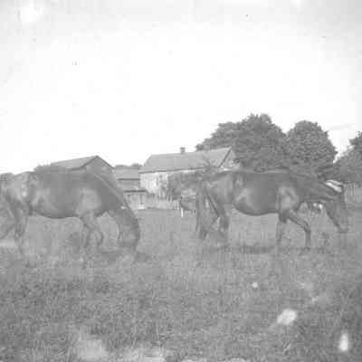 Colts in a Field