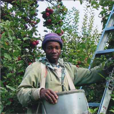 Worker at Mead Orchards Farm, picking apples, 2006
