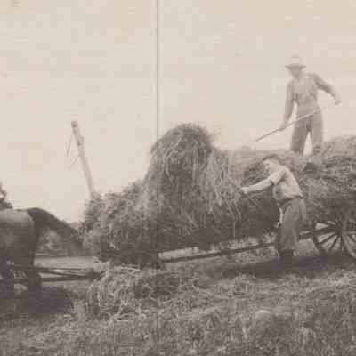 Two men pitching loose hay on to wagon pulled by a team of horses