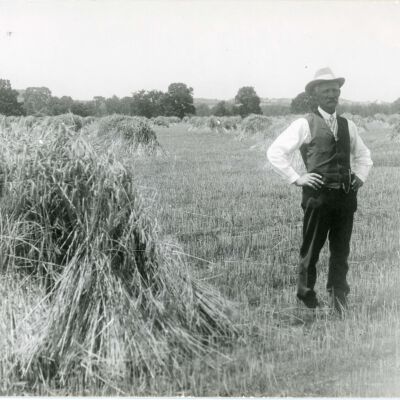 Elting Rye Fields, Grain in Shock