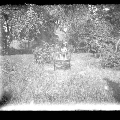 Dog (Location unknown)